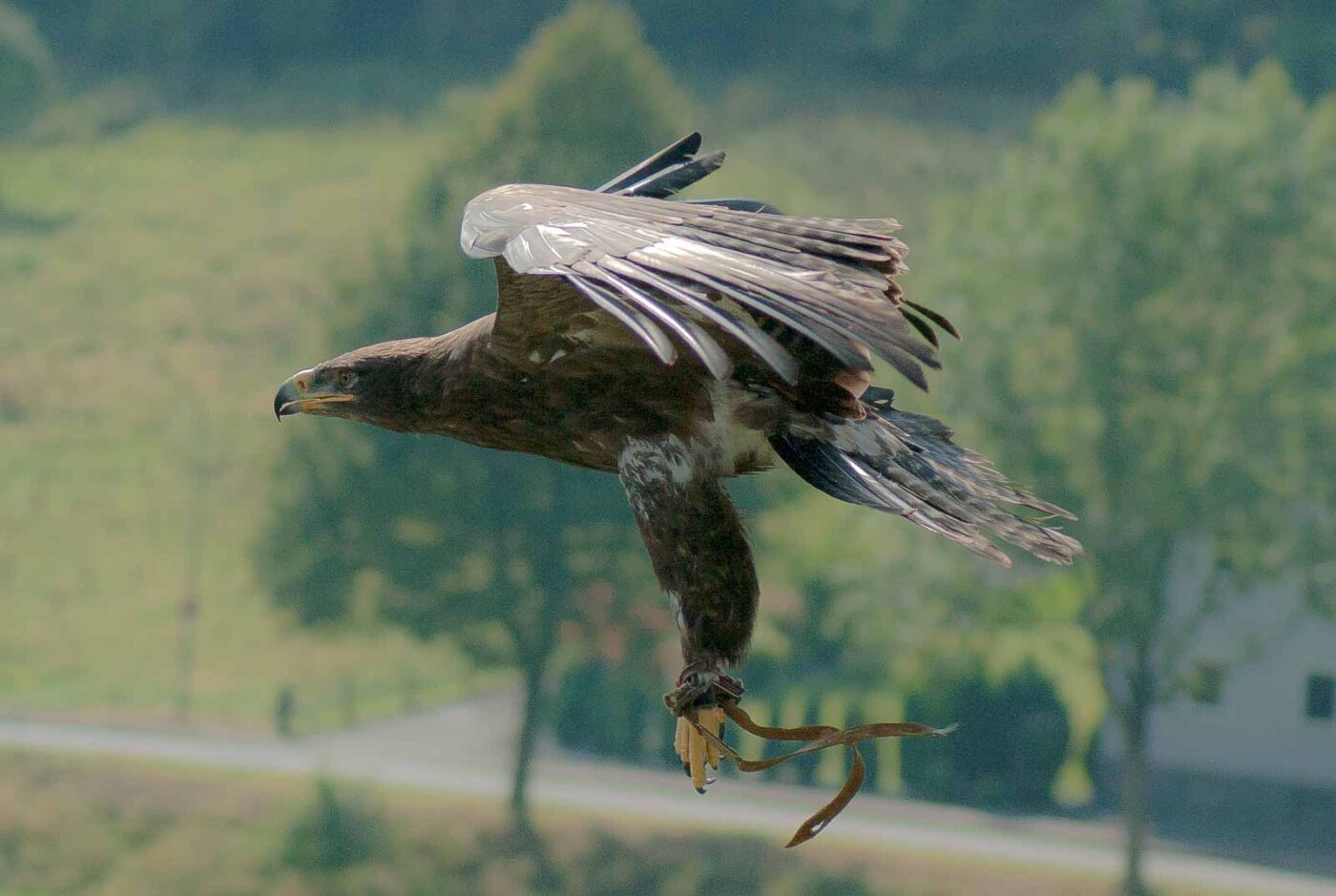 2016-09-08 - Greifvogelwarte Berlebeck