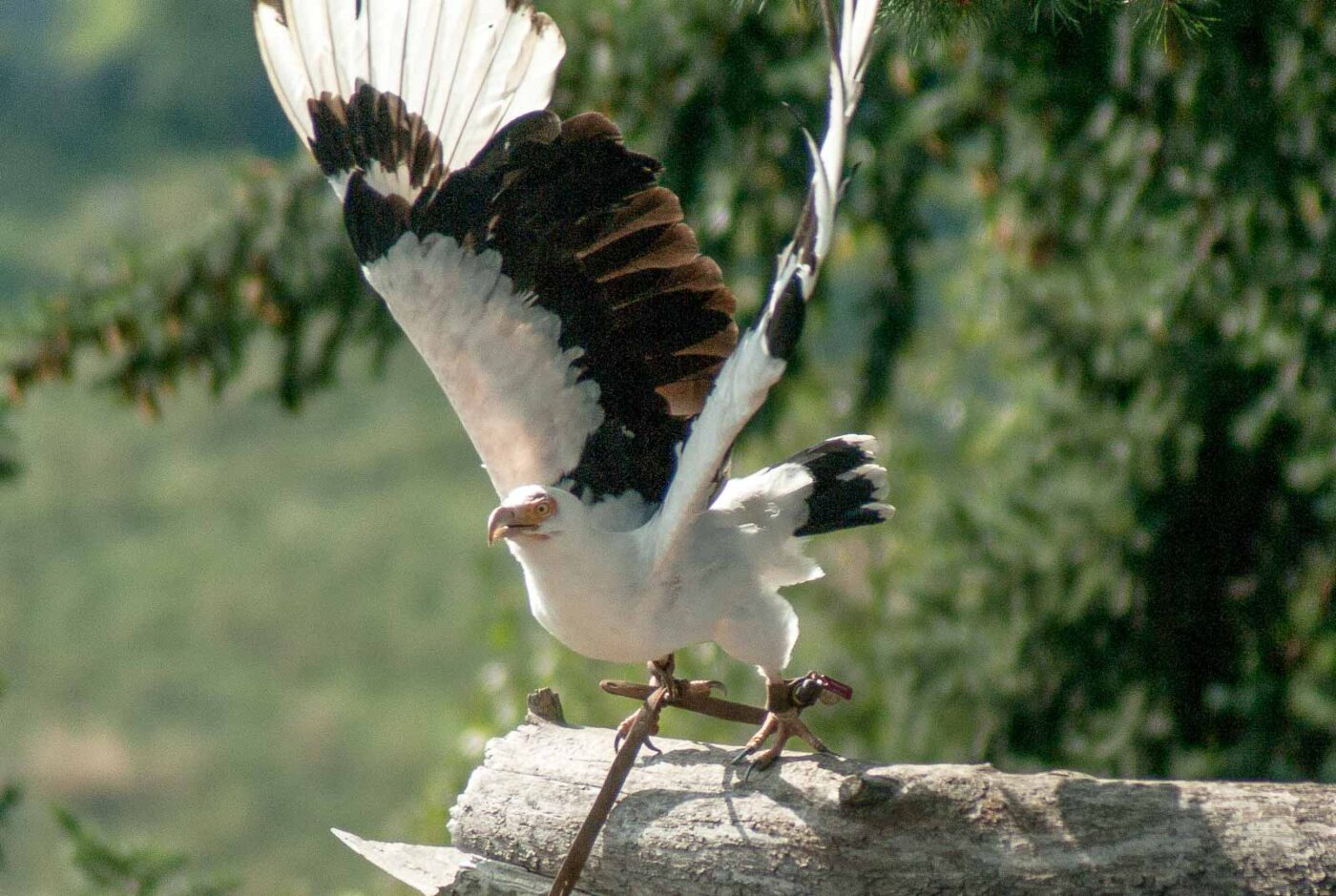 2016-09-08 - Greifvogelwarte Berlebeck