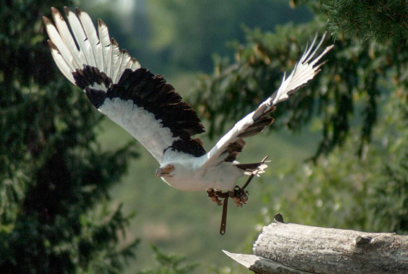 2016-09-08 - Greifvogelwarte Berlebeck