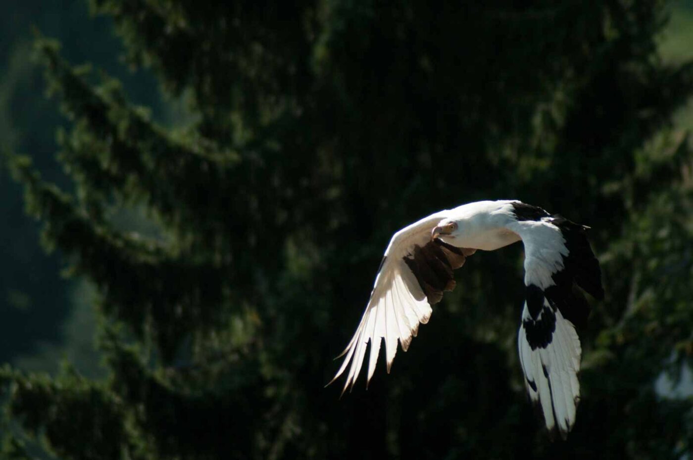 2016-09-08 - Greifvogelwarte Berlebeck