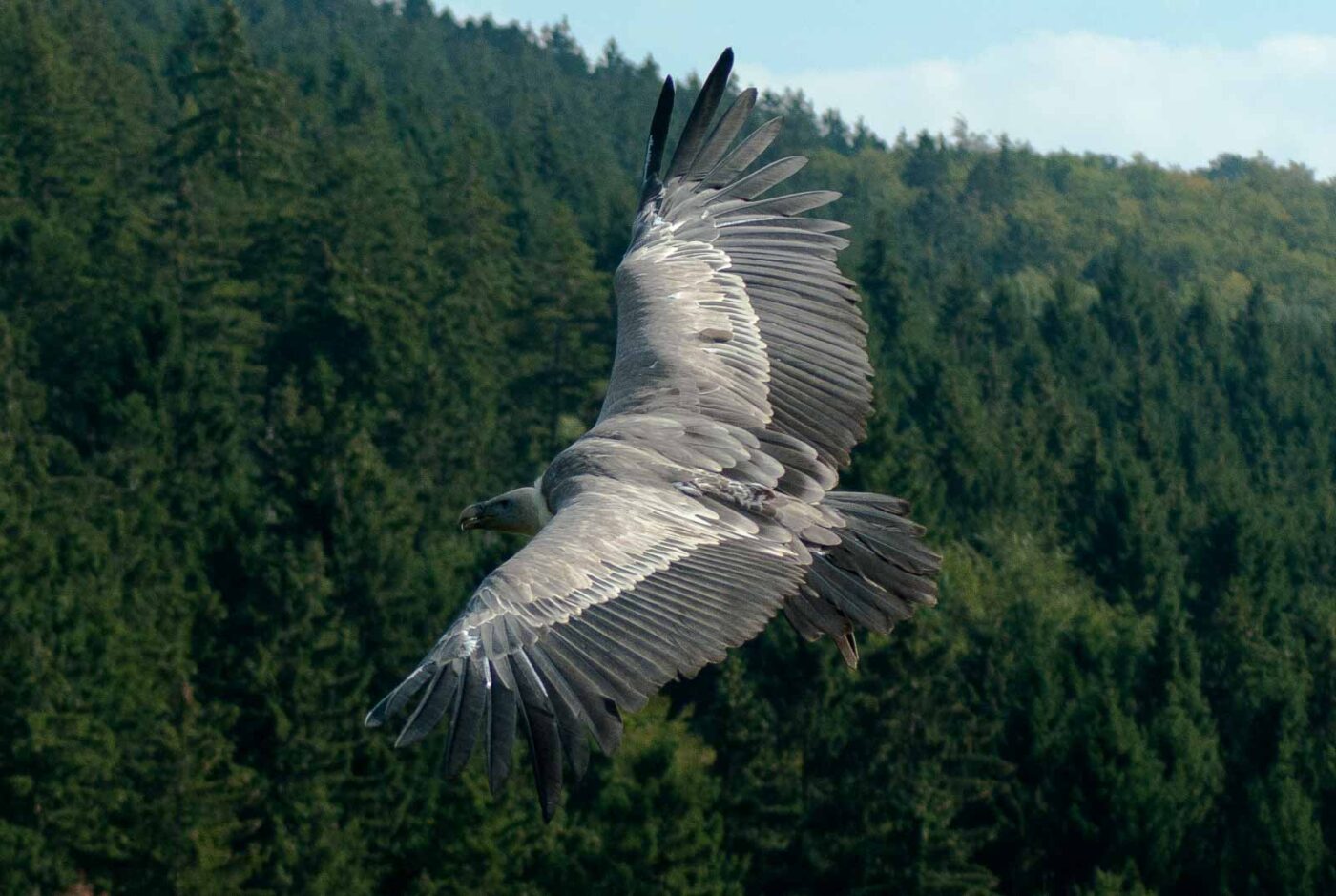 2016-09-08 - Greifvogelwarte Berlebeck