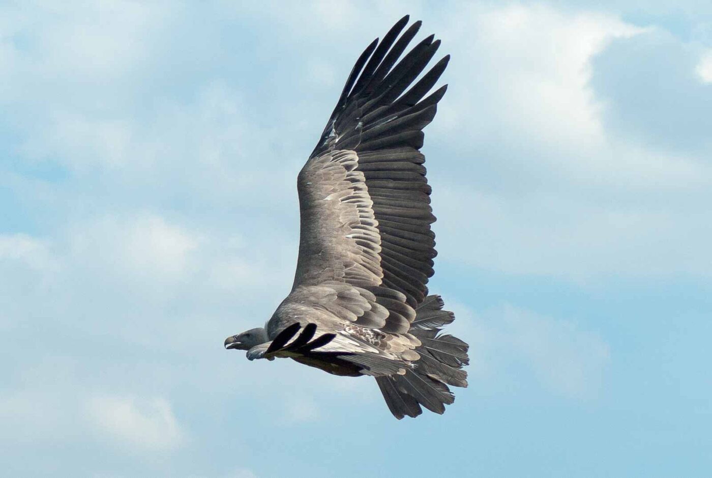 2016-09-08 - Greifvogelwarte Berlebeck