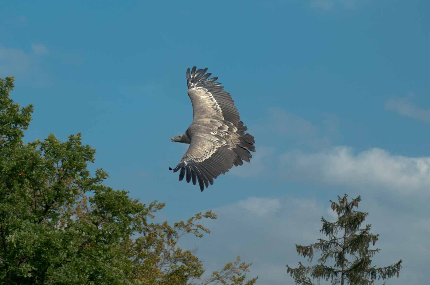 2016-09-08 - Greifvogelwarte Berlebeck