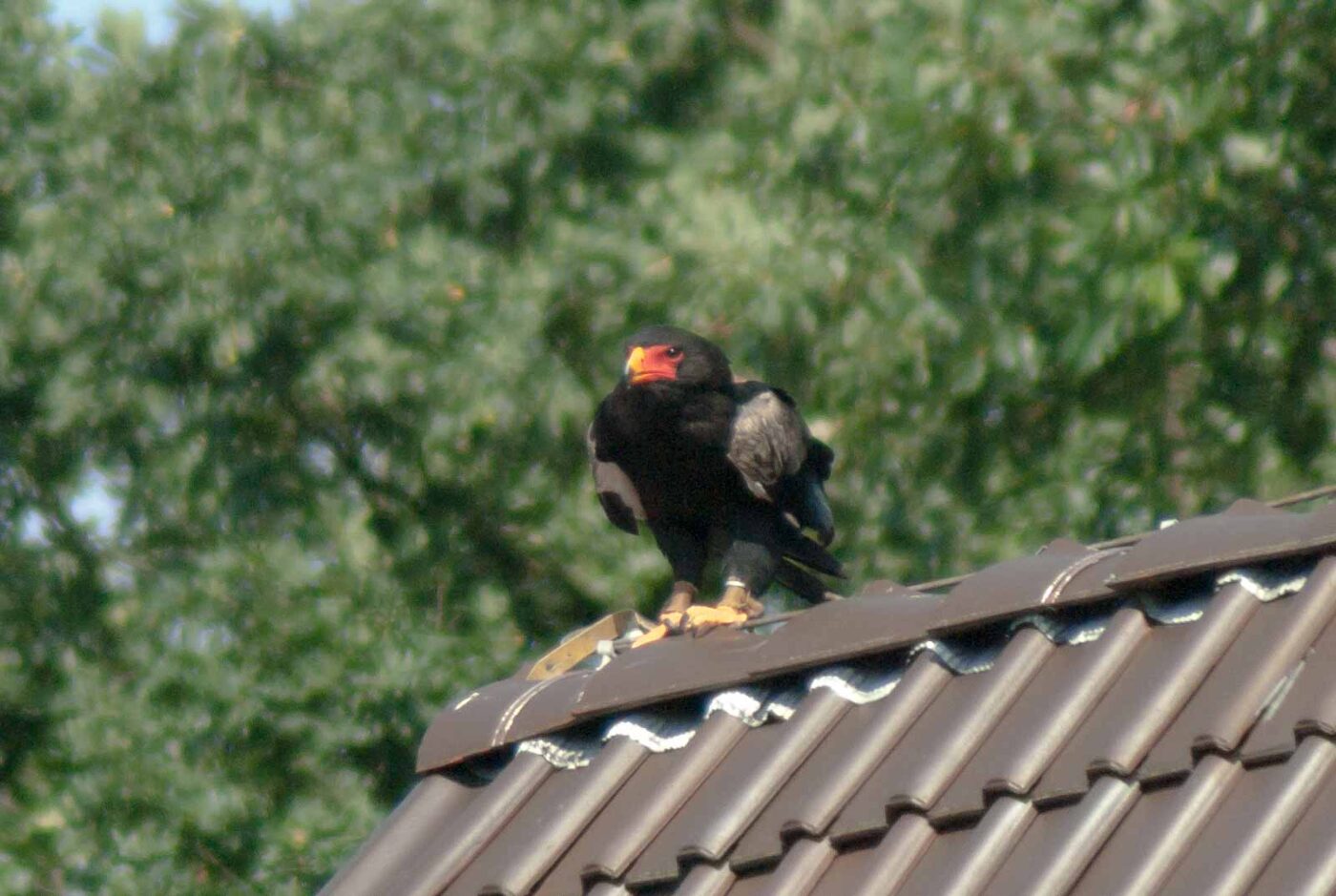 2016-09-08 - Greifvogelwarte Berlebeck