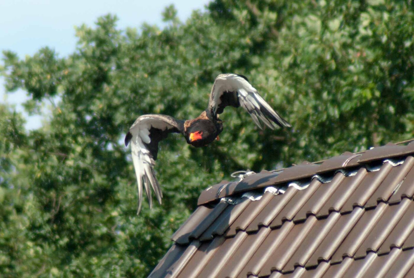2016-09-08 - Greifvogelwarte Berlebeck