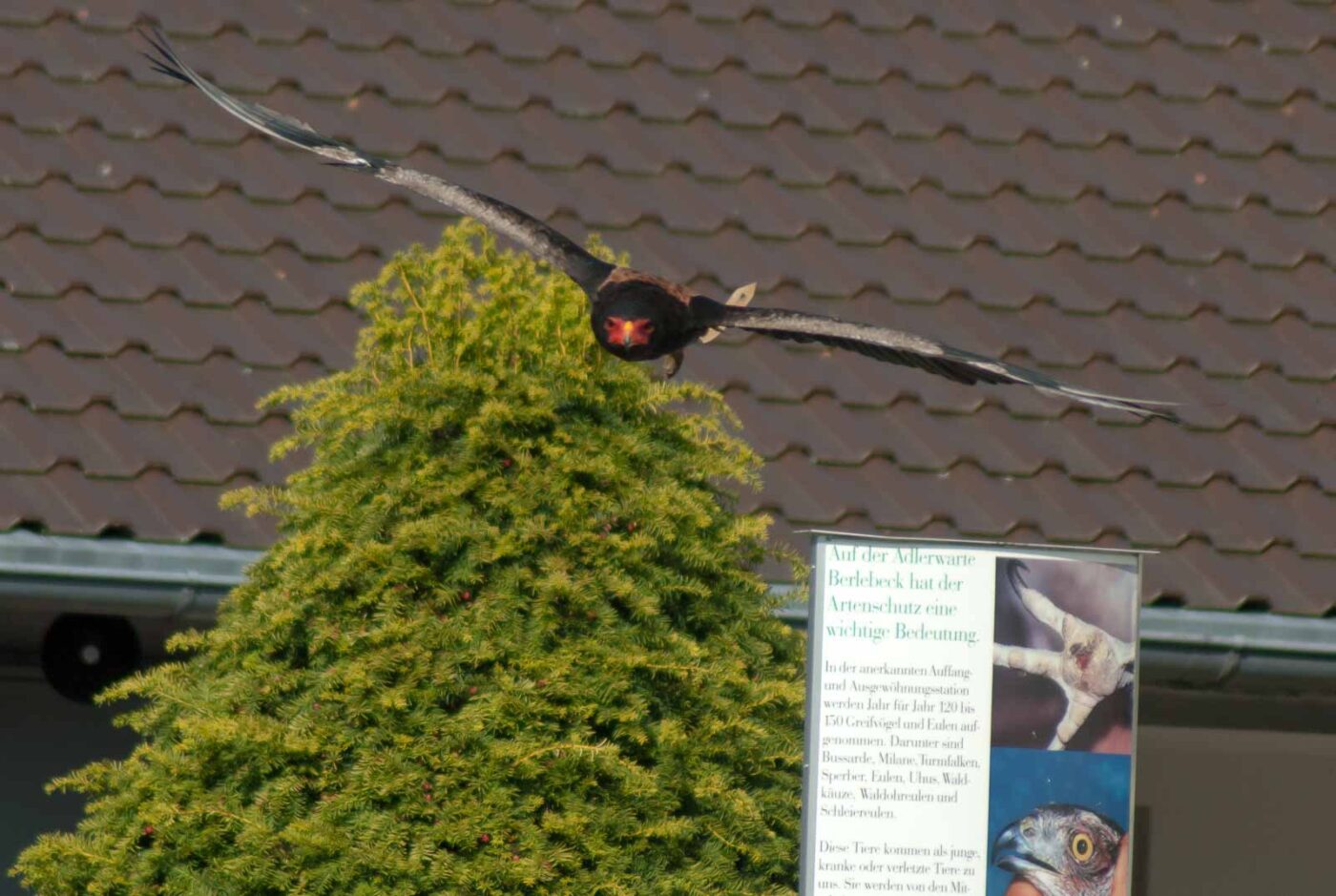 2016-09-08 - Greifvogelwarte Berlebeck