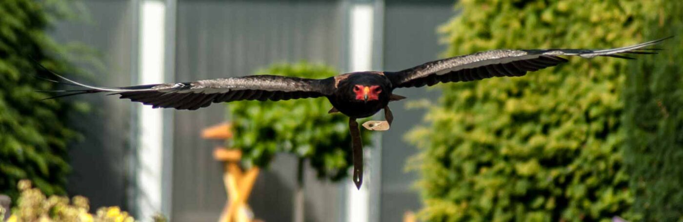 2016-09-08 - Greifvogelwarte Berlebeck