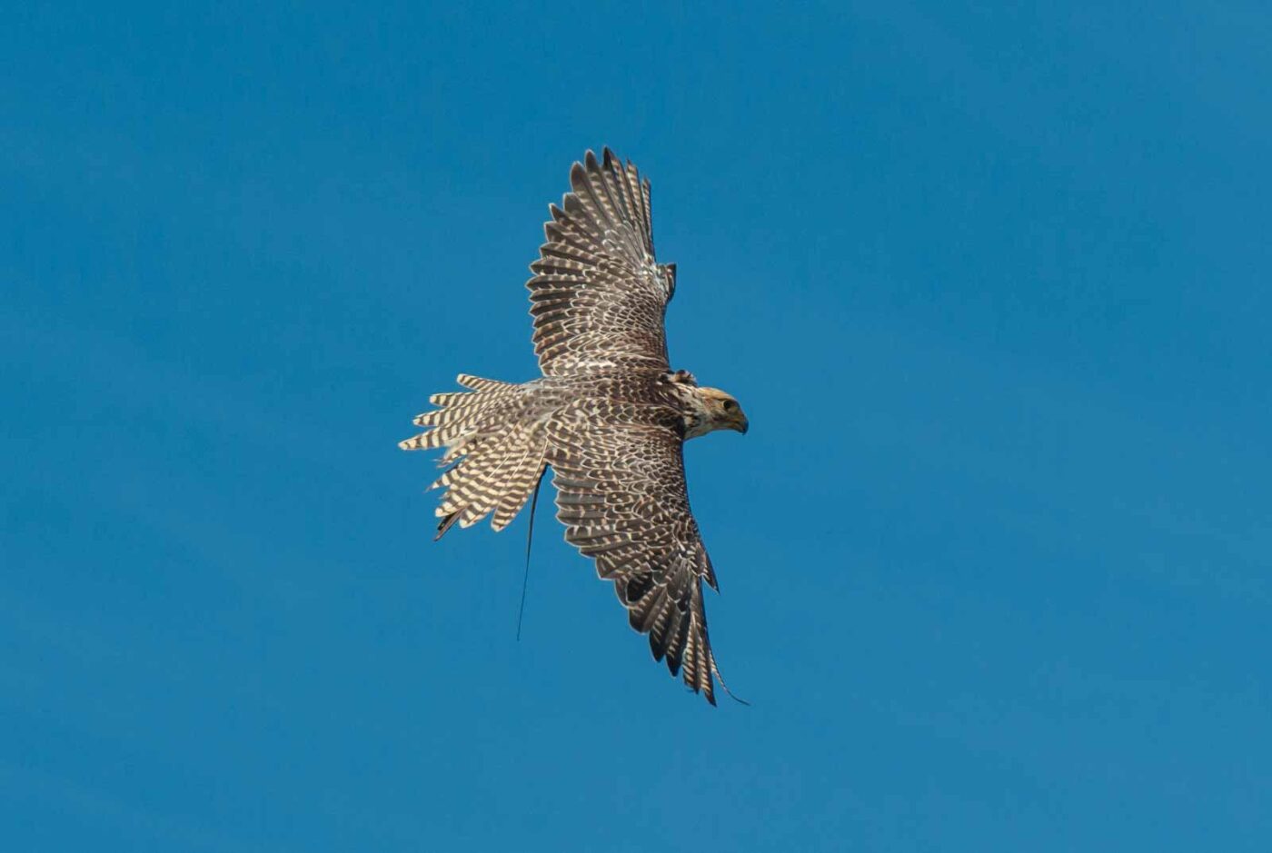 2016-09-08 - Greifvogelwarte Berlebeck