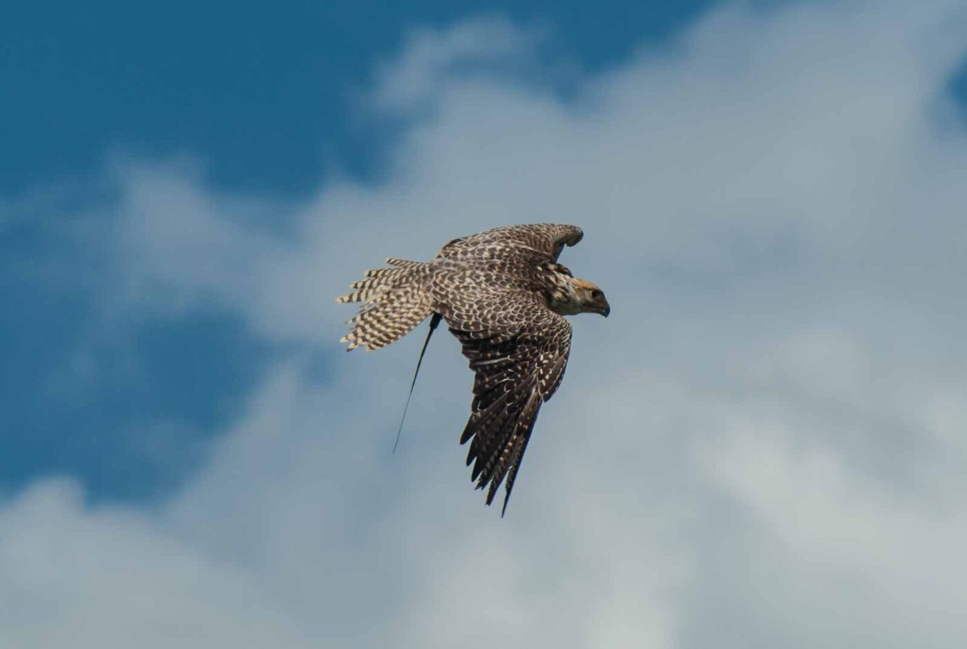 2016-09-08 - Greifvogelwarte Berlebeck