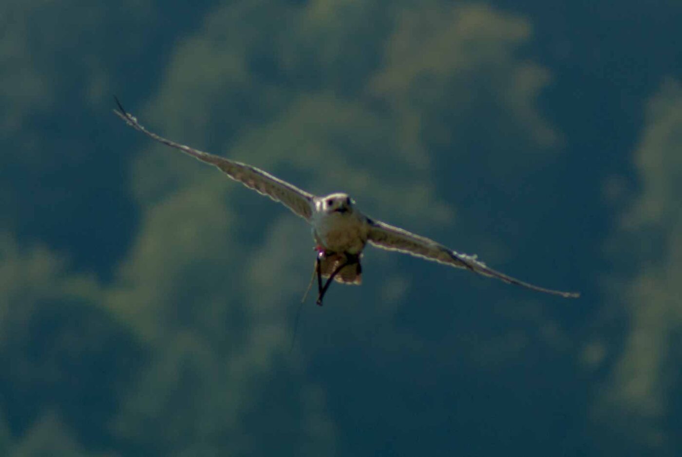 2016-09-08 - Greifvogelwarte Berlebeck