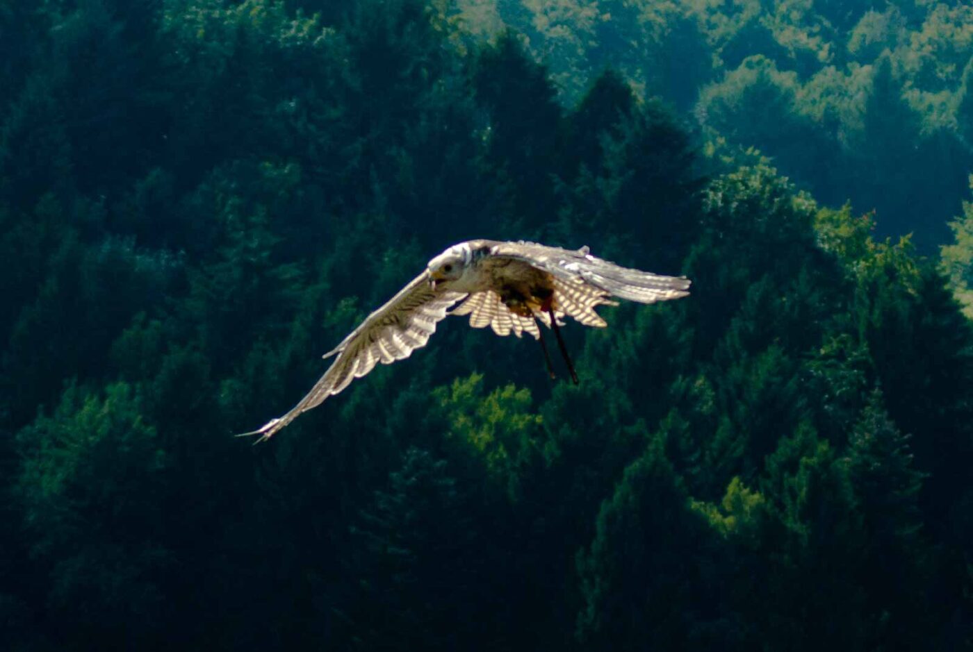 2016-09-08 - Greifvogelwarte Berlebeck