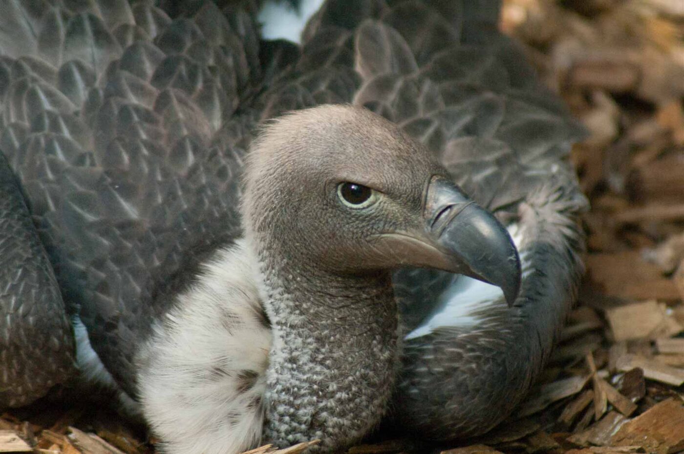 2016-09-08 - Greifvogelwarte Berlebeck