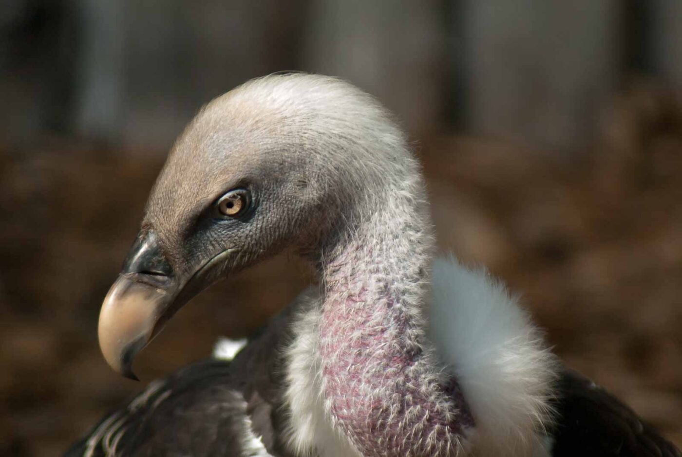 2016-09-08 - Greifvogelwarte Berlebeck