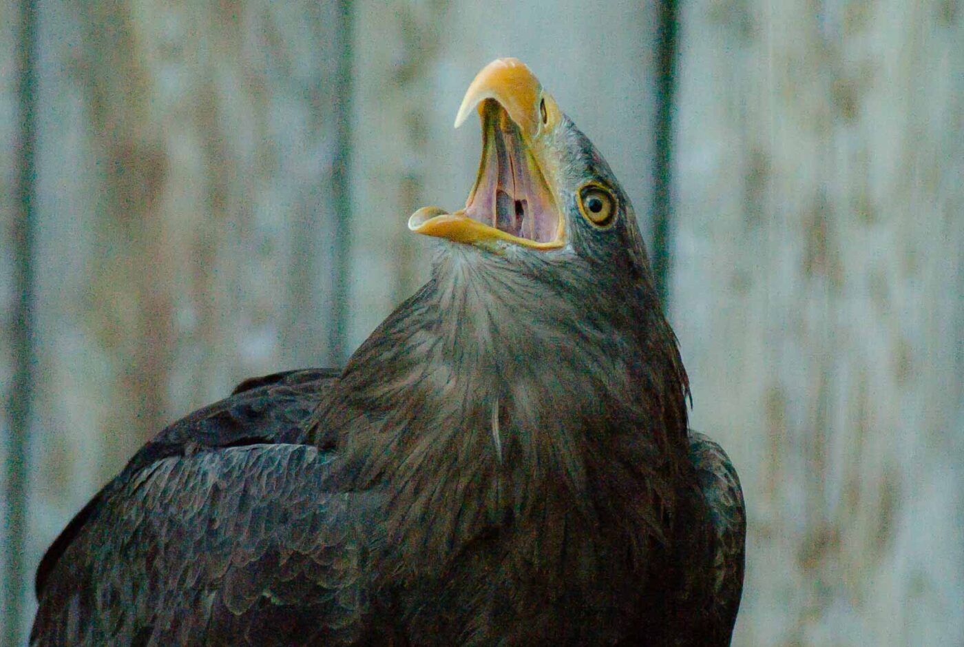 2016-09-08 - Greifvogelwarte Berlebeck
