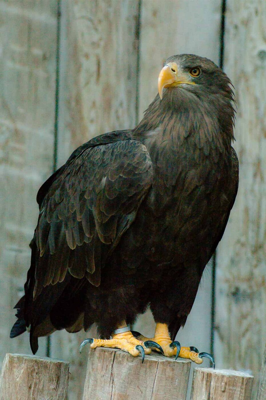 2016-09-08 - Greifvogelwarte Berlebeck