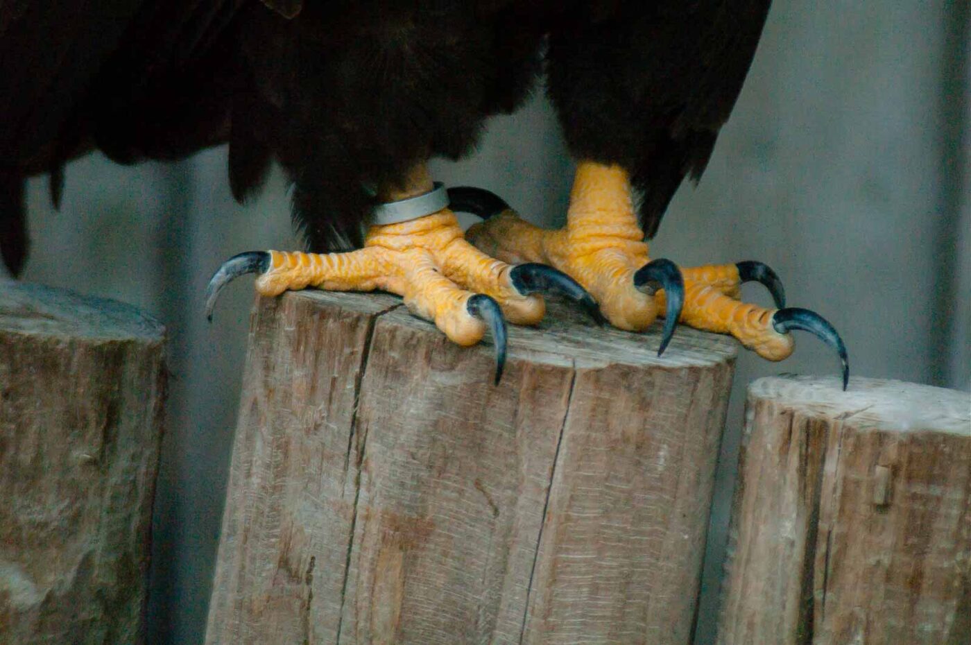 2016-09-08 - Greifvogelwarte Berlebeck