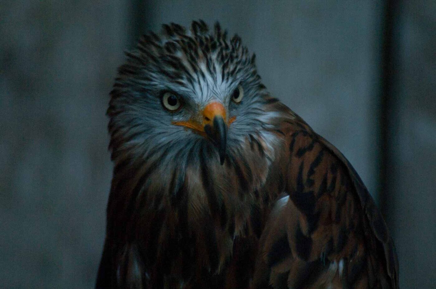 2016-09-08 - Greifvogelwarte Berlebeck