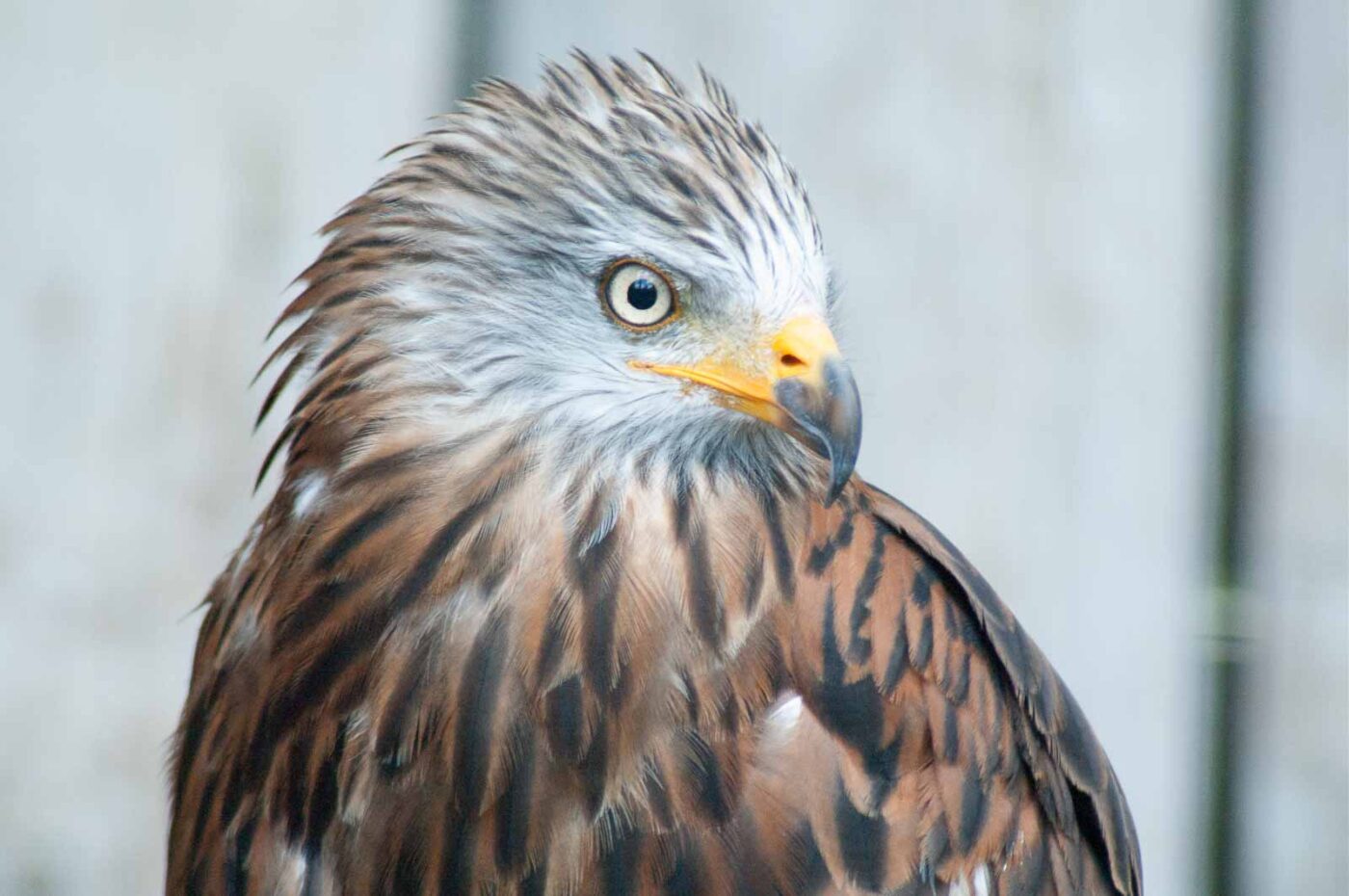2016-09-08 - Greifvogelwarte Berlebeck
