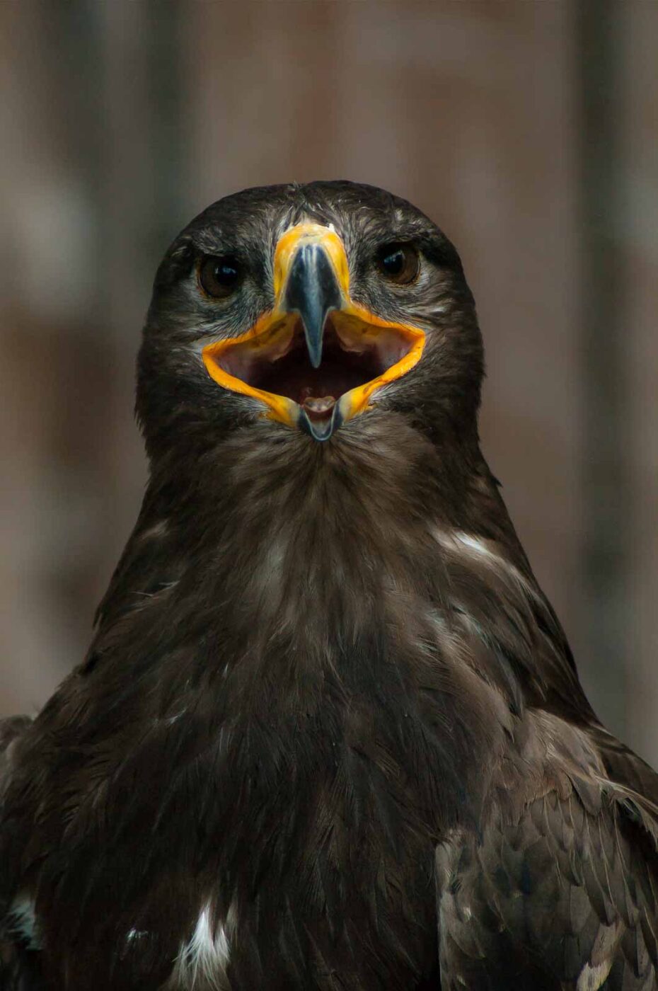 2016-09-08 - Greifvogelwarte Berlebeck