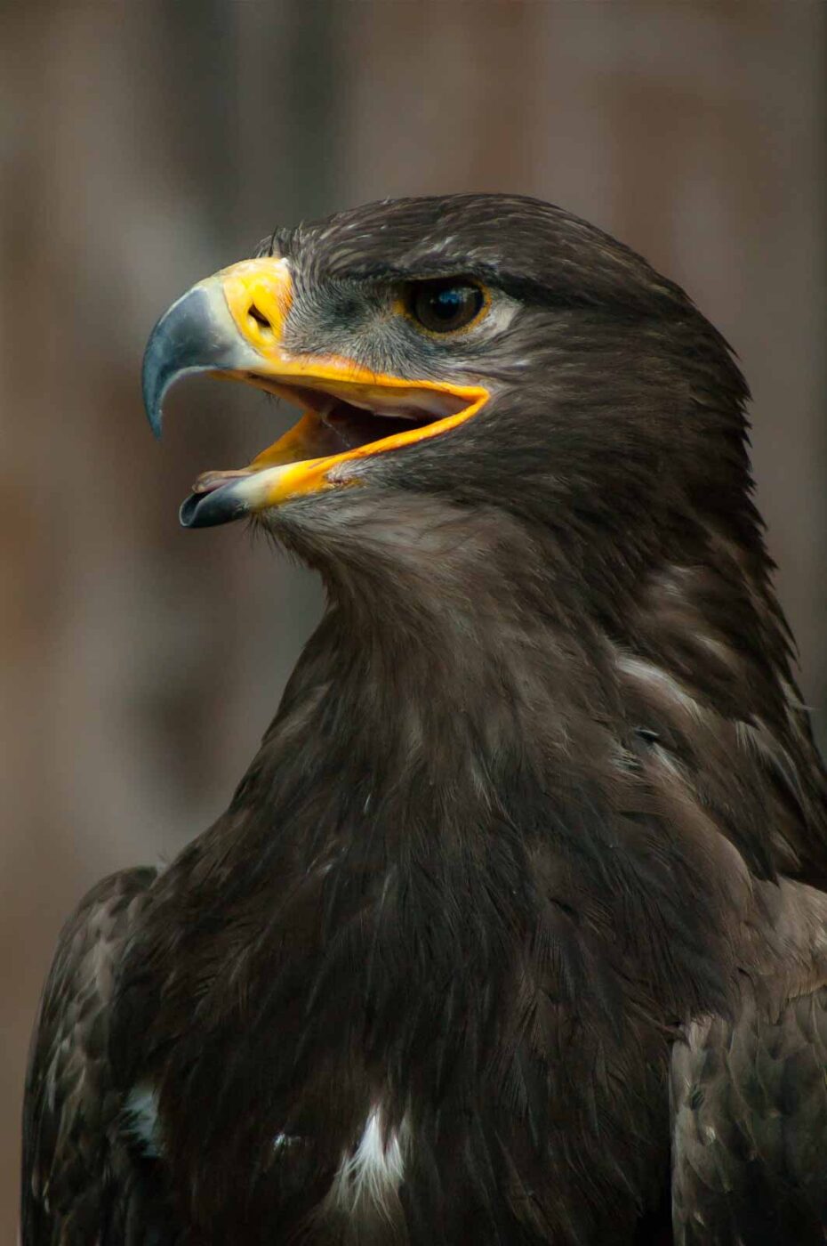 2016-09-08 - Greifvogelwarte Berlebeck