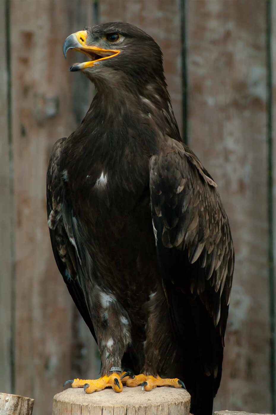 2016-09-08 - Greifvogelwarte Berlebeck