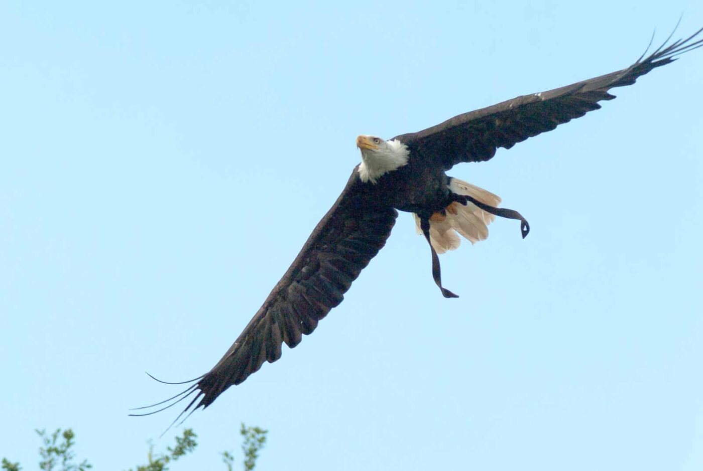 2016-09-08 - Greifvogelwarte Berlebeck