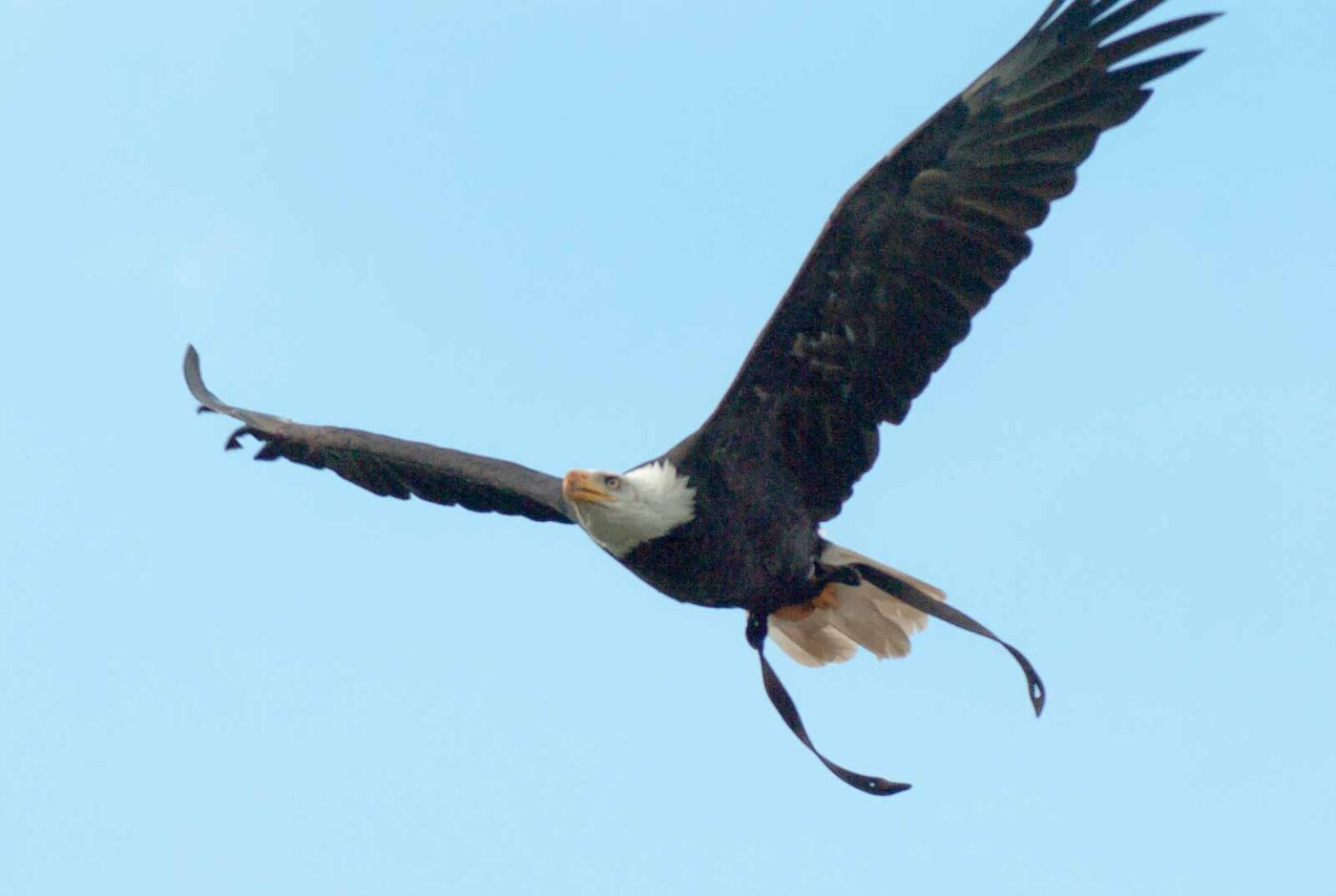 2016-09-08 - Greifvogelwarte Berlebeck