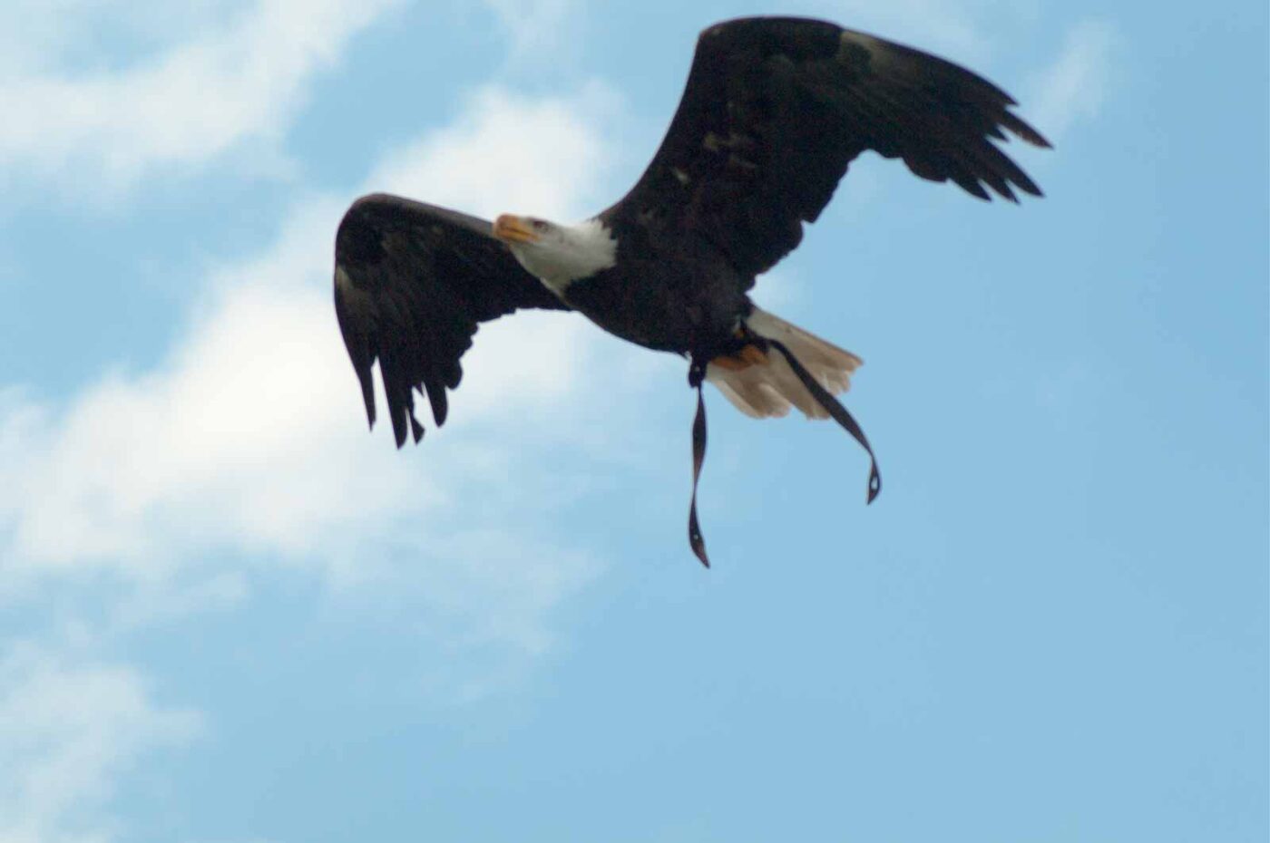 2016-09-08 - Greifvogelwarte Berlebeck