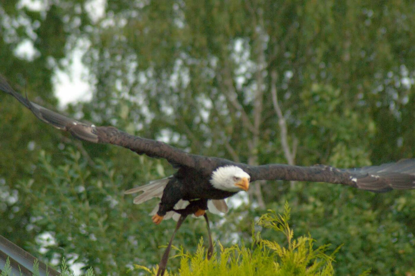 2016-09-08 - Greifvogelwarte Berlebeck