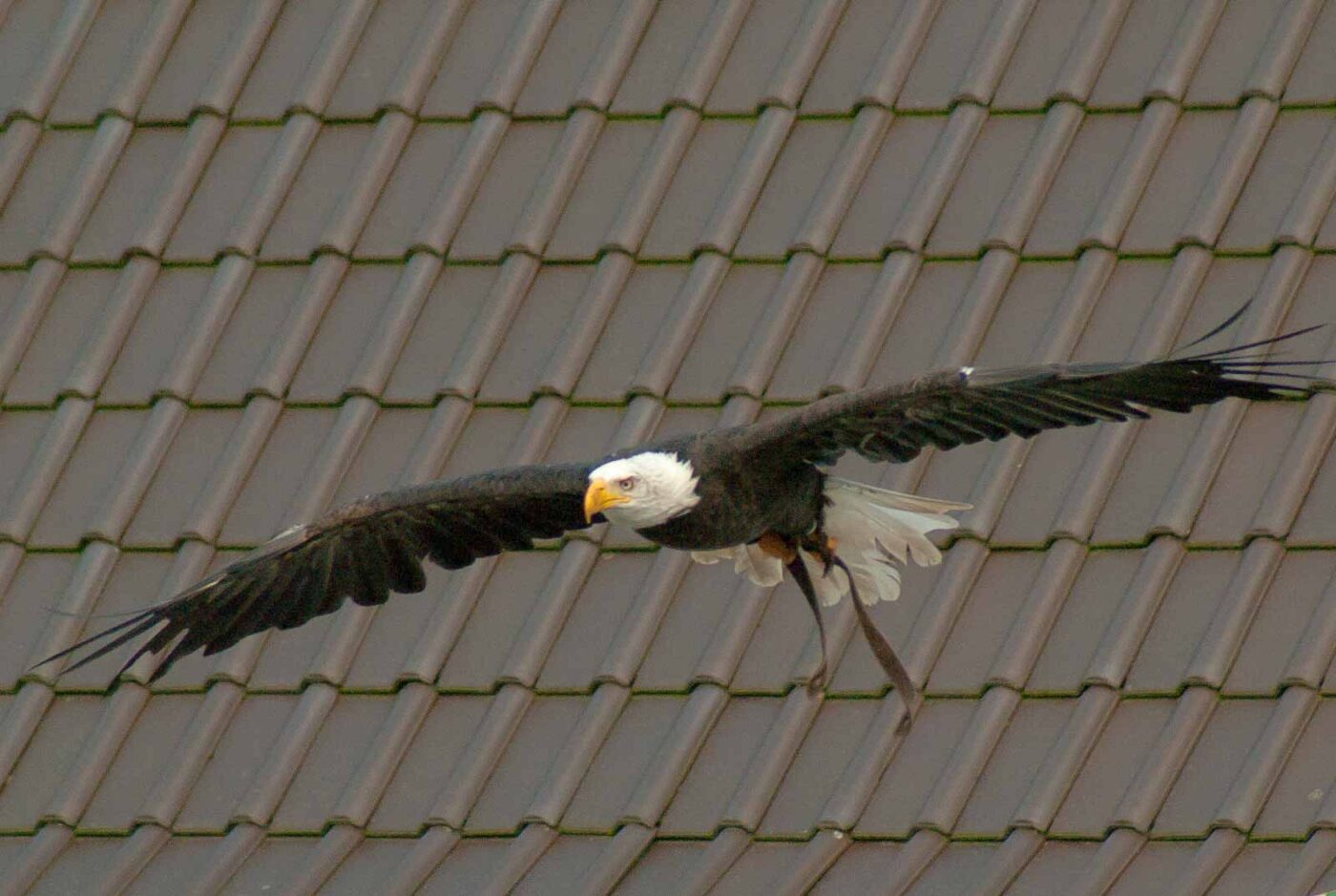 2016-09-08 - Greifvogelwarte Berlebeck