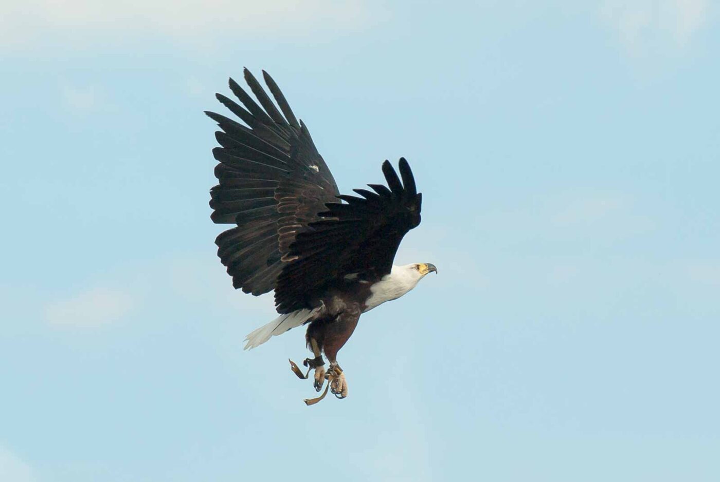 2016-09-08 - Greifvogelwarte Berlebeck