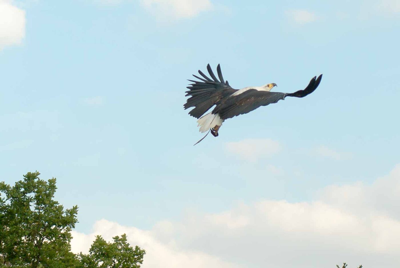 2016-09-08 - Greifvogelwarte Berlebeck