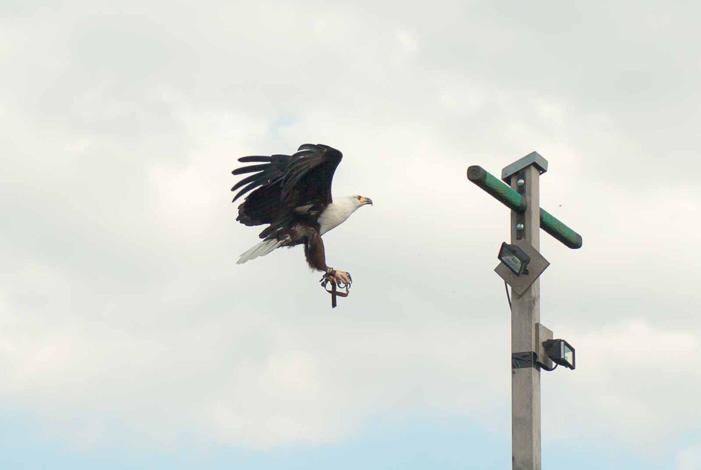 2016-09-08 - Greifvogelwarte Berlebeck