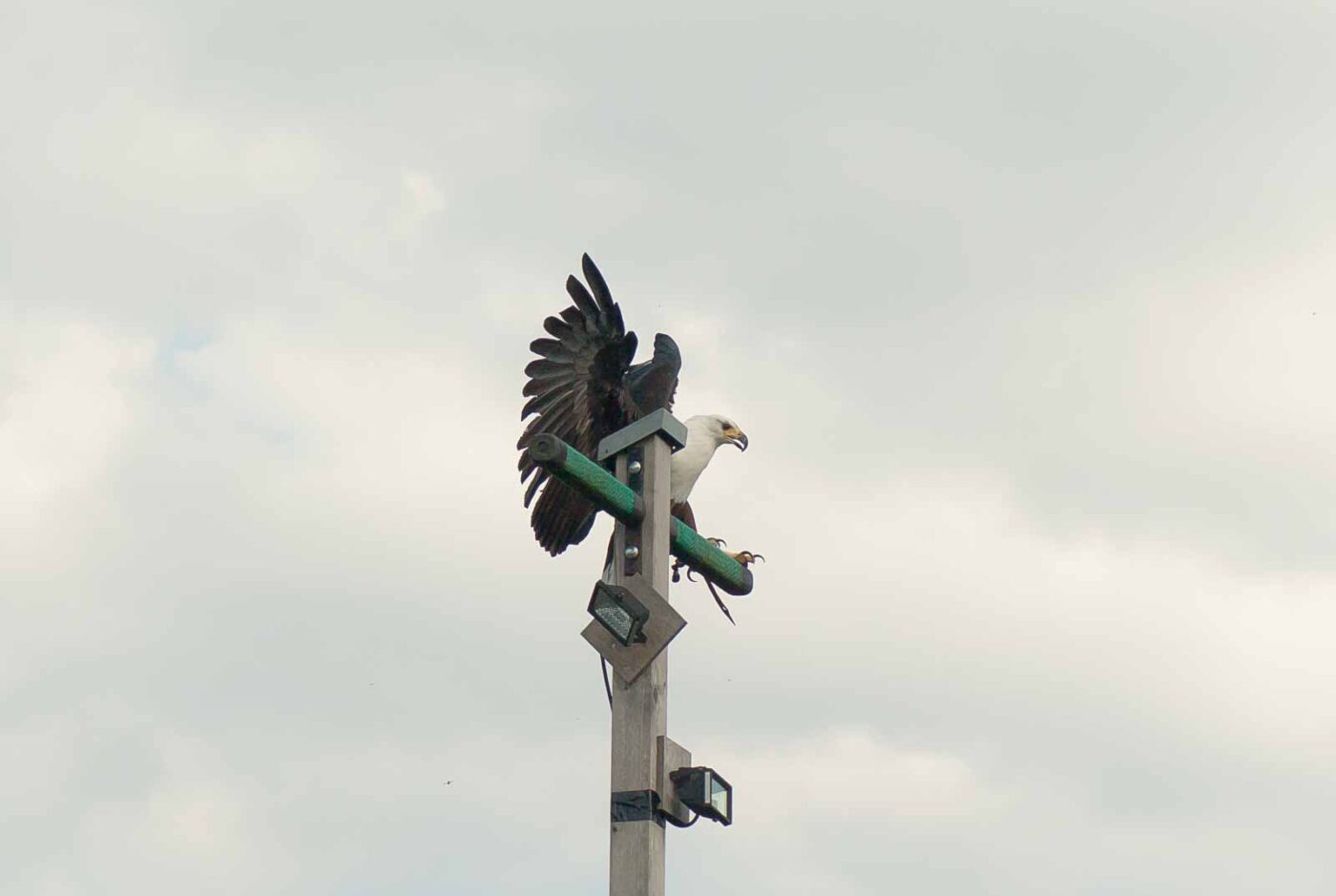 2016-09-08 - Greifvogelwarte Berlebeck