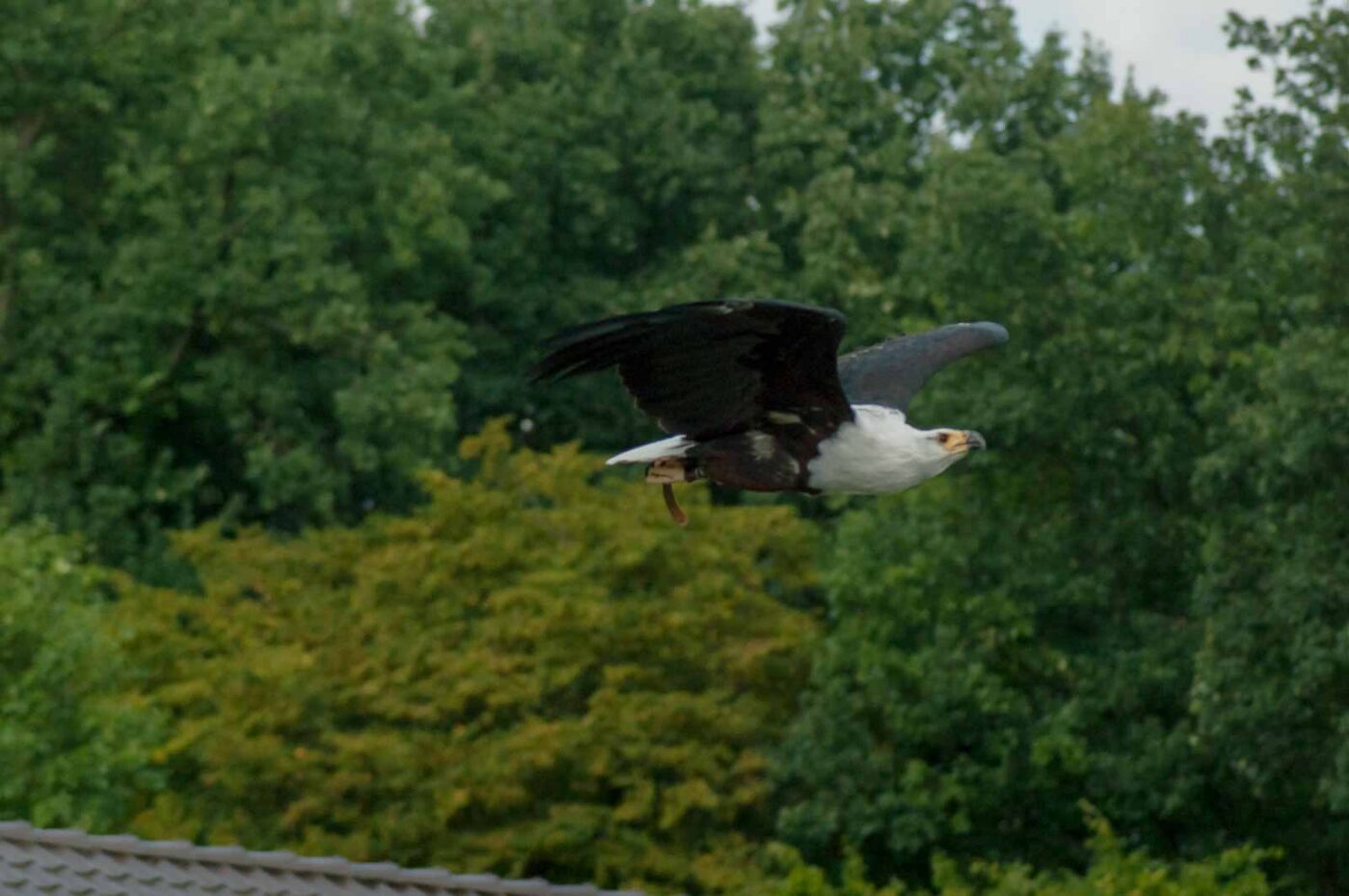 2016-09-08 - Greifvogelwarte Berlebeck