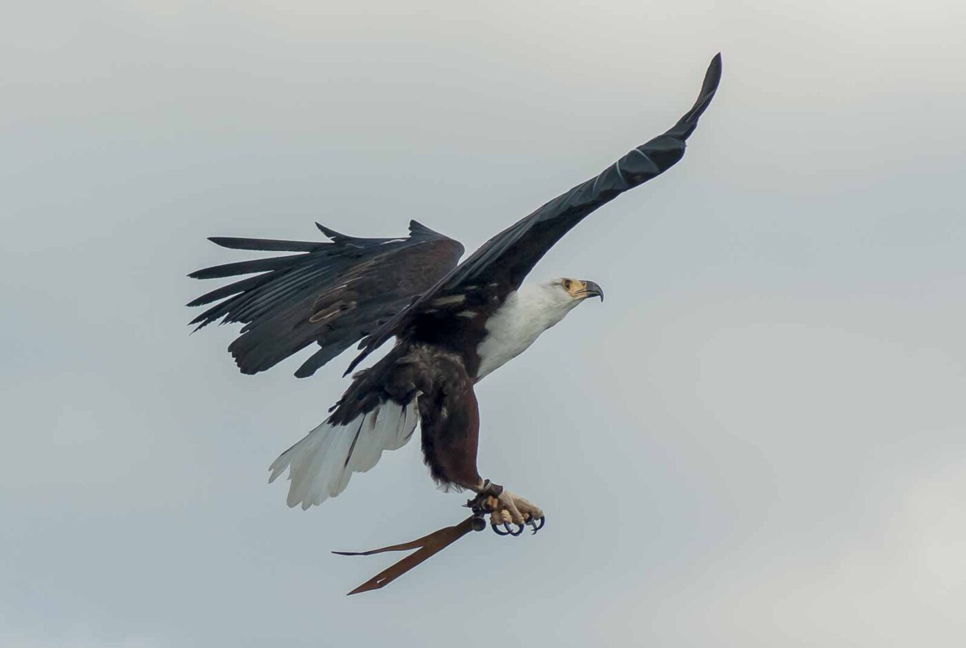 2016-09-08 - Greifvogelwarte Berlebeck