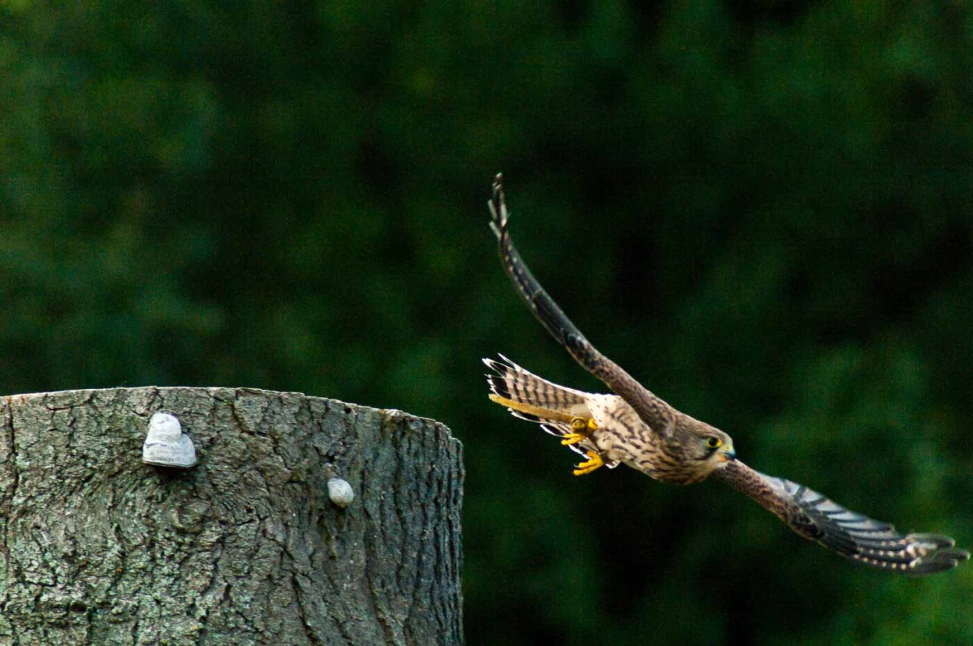 2016-09-08 - Greifvogelwarte Berlebeck