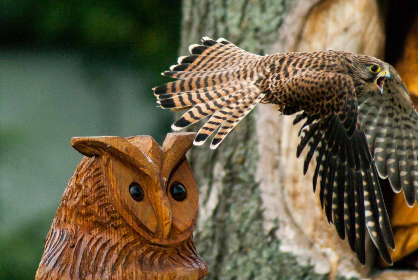 2016-09-08 - Greifvogelwarte Berlebeck