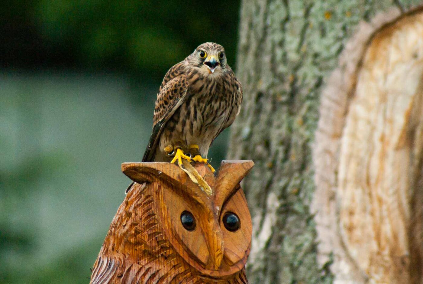 2016-09-08 - Greifvogelwarte Berlebeck