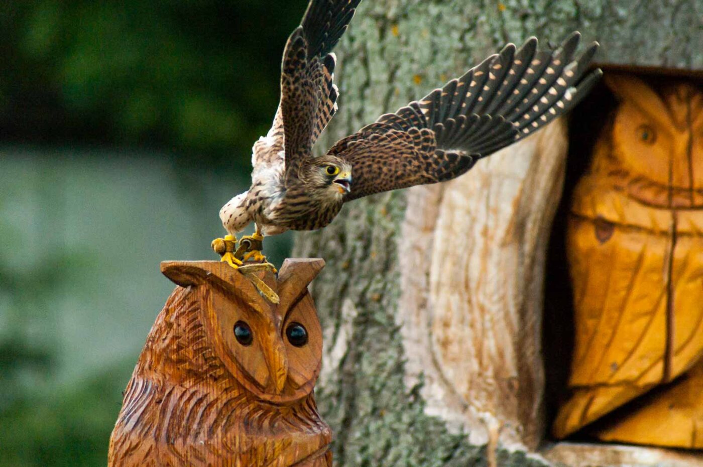 2016-09-08 - Greifvogelwarte Berlebeck