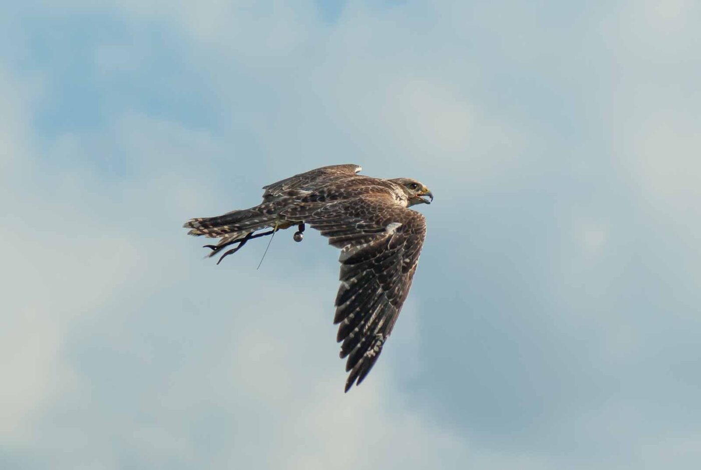 2016-09-08 - Greifvogelwarte Berlebeck