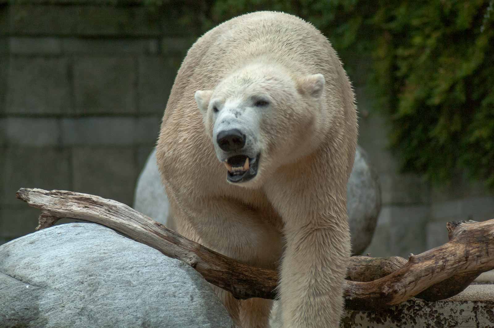 °grüner zoo wuppertal°