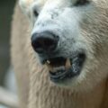 2016-09-18 - Grüner Zoo Wuppertal
