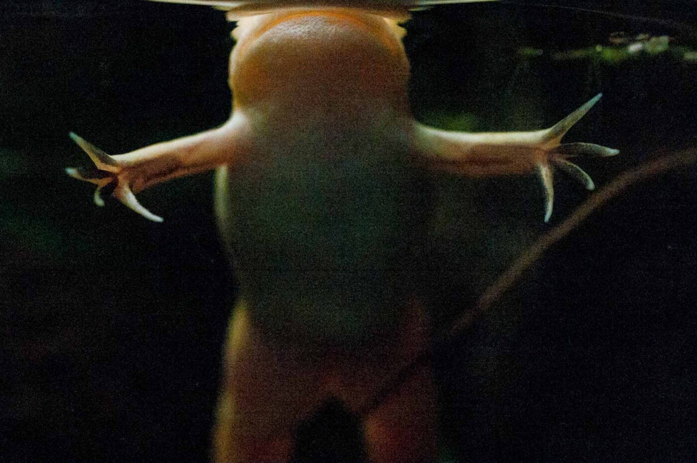 2016-09-18 - Grüner Zoo Wuppertal