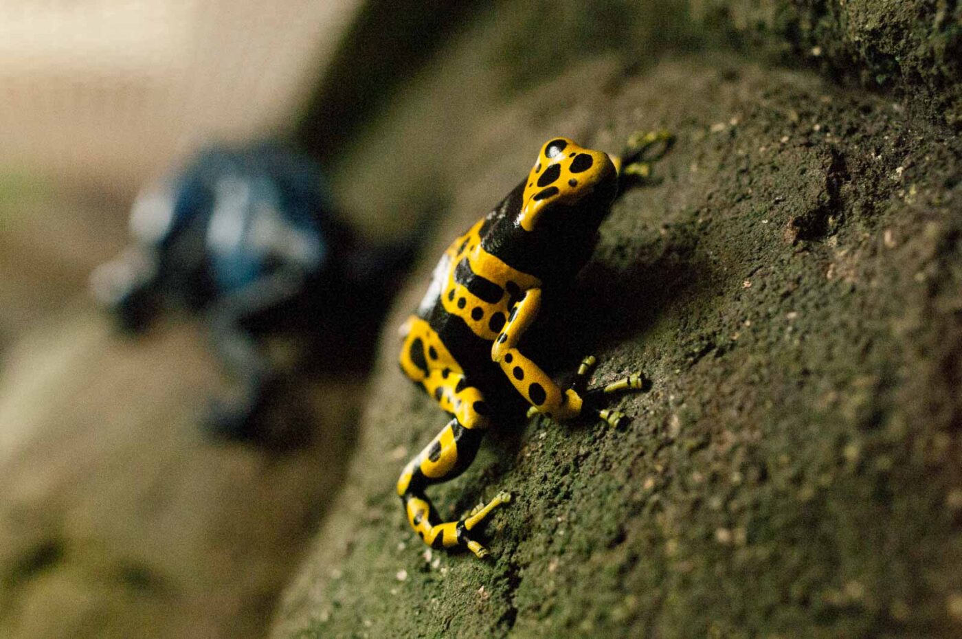 2016-09-18 - Grüner Zoo Wuppertal