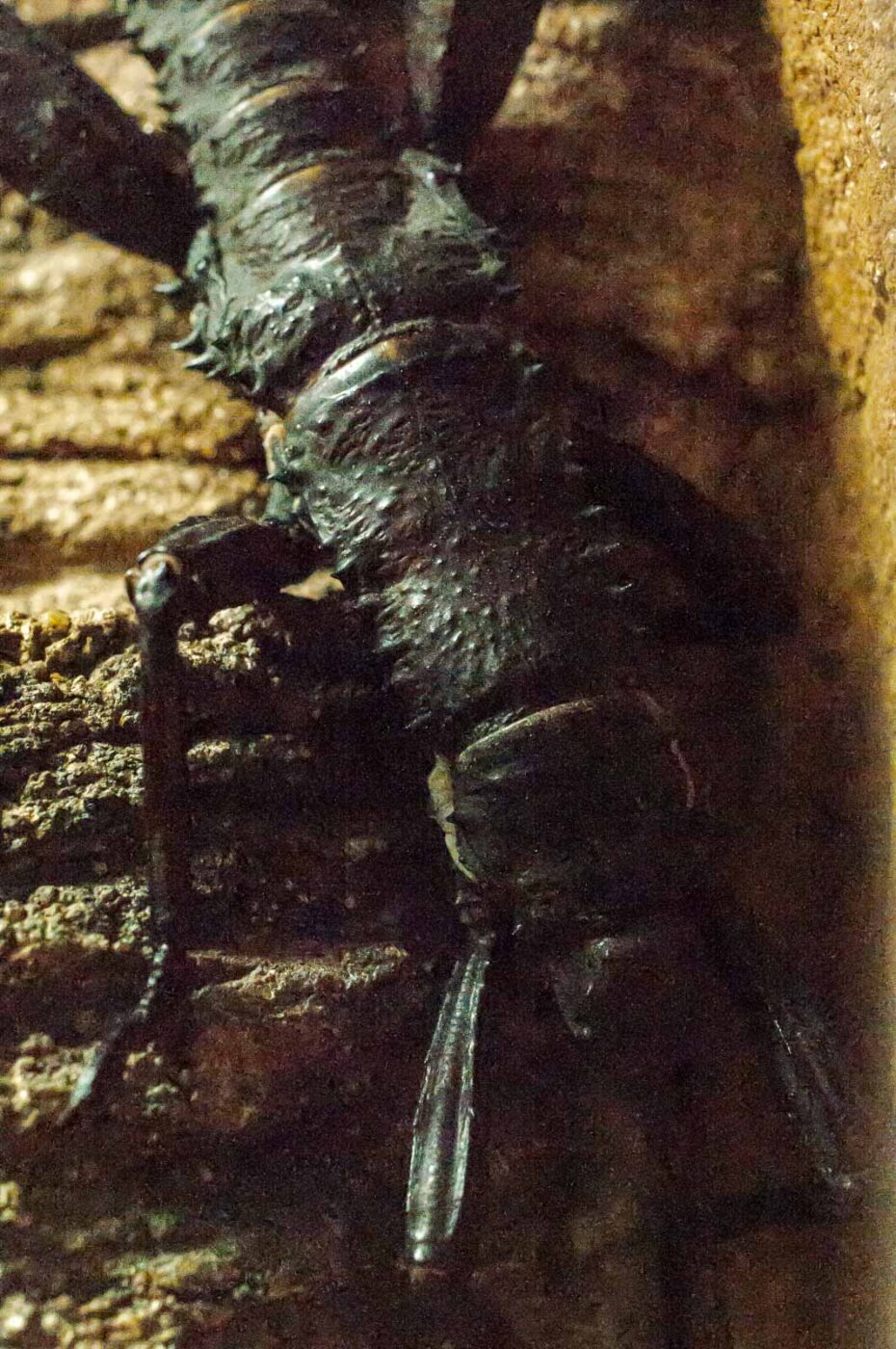 2016-09-18 - Grüner Zoo Wuppertal