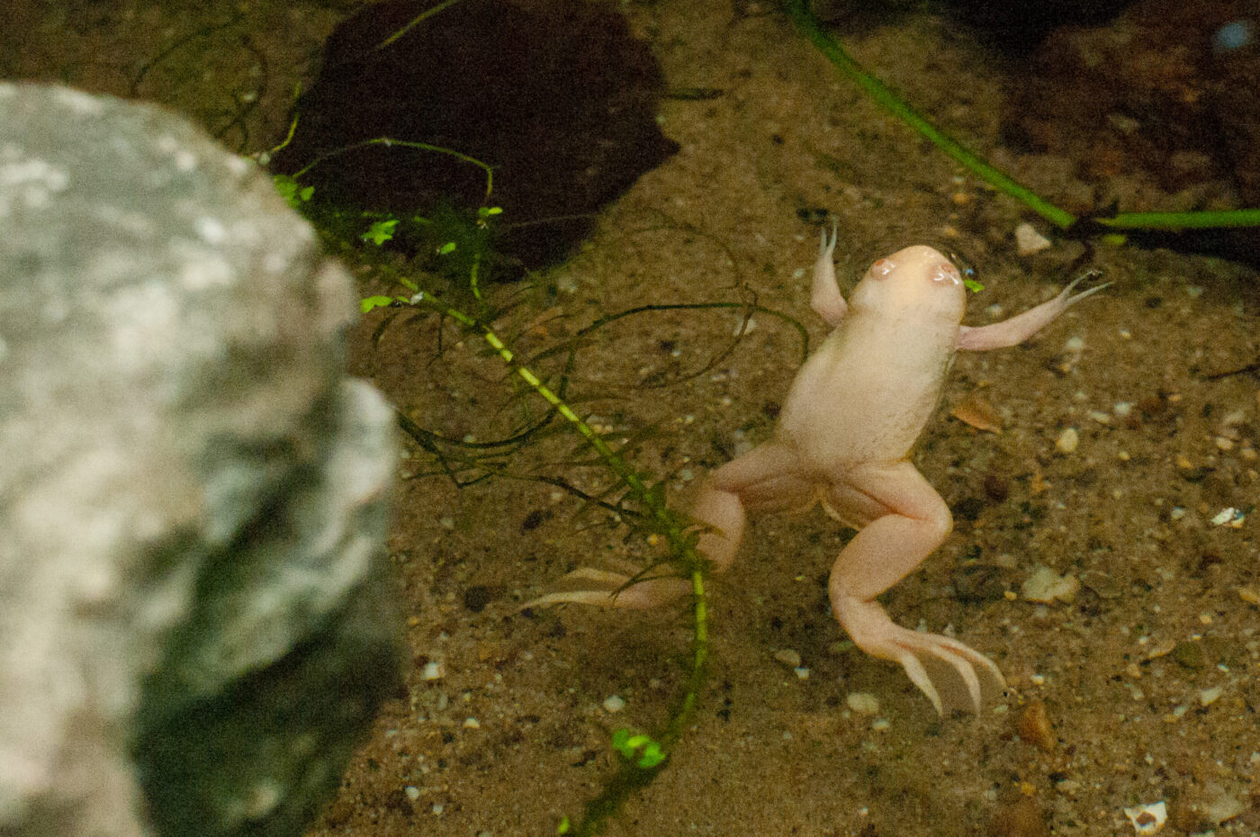 2016-09-18 - Grüner Zoo Wuppertal