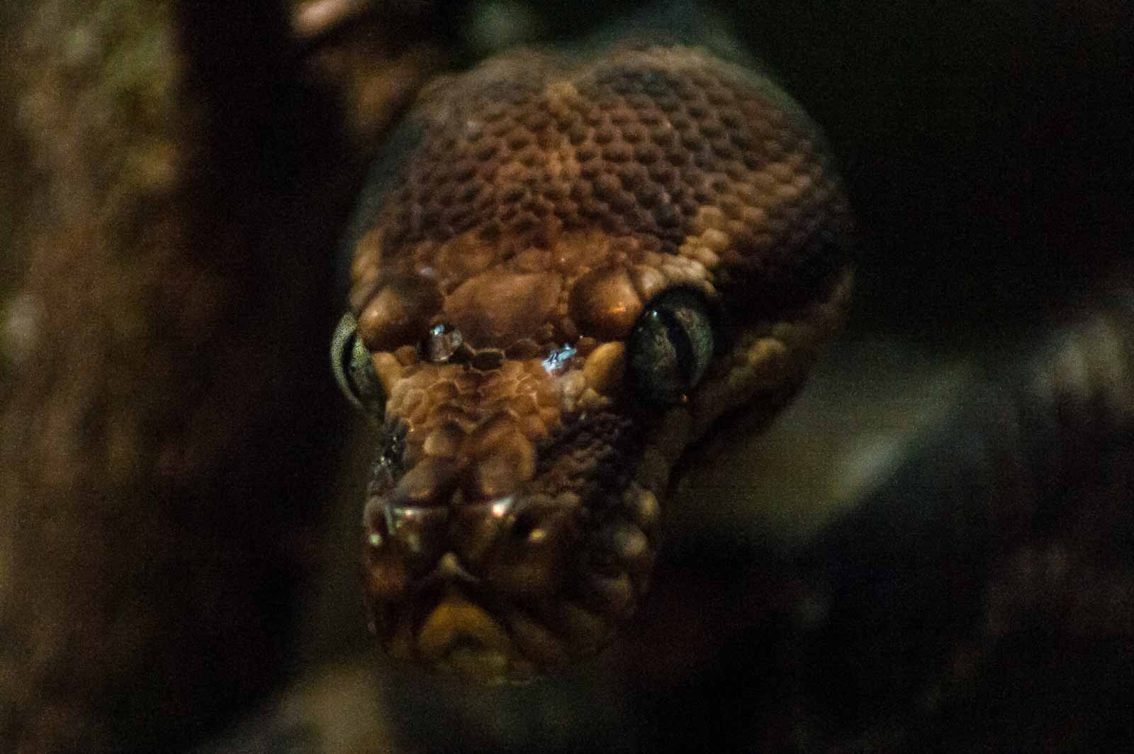 °rauhschuppen python°