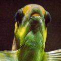 2016-09-18 - Grüner Zoo Wuppertal