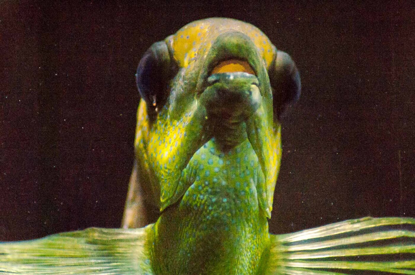 2016-09-18 - Grüner Zoo Wuppertal